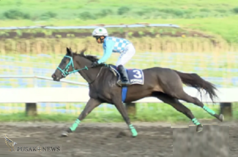 Scarlett the Queen dari King Halim Stable, Jawa Barat