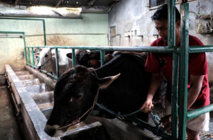 Jelang Iduladha, Pemkot Jaktim Larang Pedagang Kurban Gunakan Trotoar dan Taman
