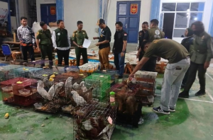 Sindikat Penyelundup Ratusan Satwa Langka ke Thailand Segera Disidang, Pelaku Terancam 15 Tahun Penjara