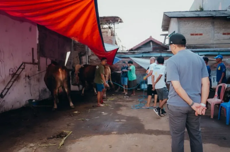 Ahmad Sahroni Tebar 38 Sapi Kurban, Puluhan Ribu Warga Jakarta Kebagian Daging