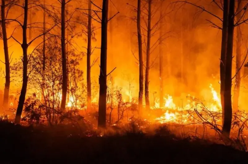 Sebuah hutan terbakar di Biscarrosse, Prancis selatan