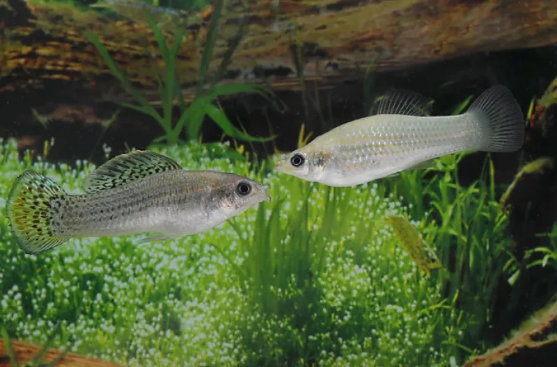 Misteri Ikan Betina yang Bertahan 100.000 Tahun Tanpa Pejantan Akhirnya Terungkap