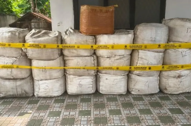 Kemenhut Bongkar Penyelundupan 796 Kg Sisik Trenggiling, Nakhoda Kapal Asing Terancam 15 Tahun Penjara