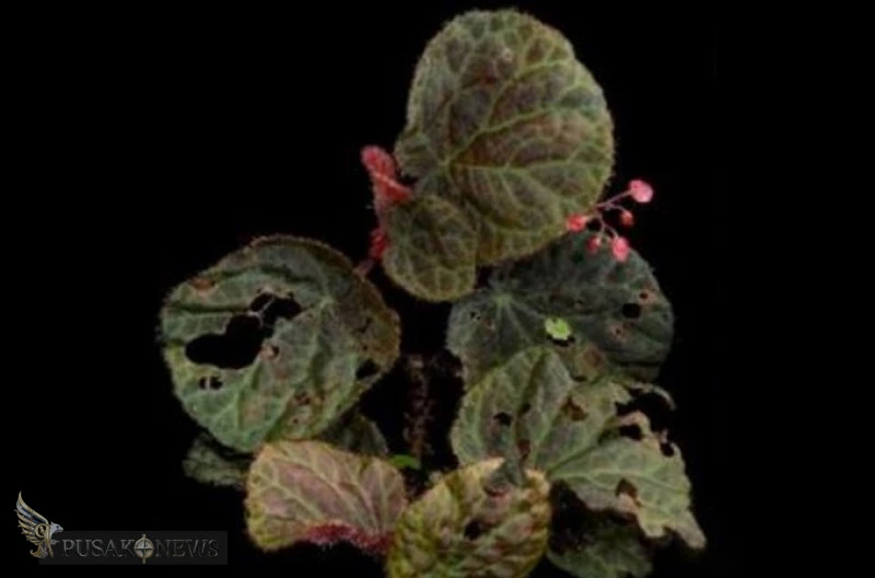 Spesies baru Begonia antoi ditemukan di Dataran Tinggi Gayo, Aceh