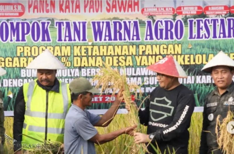Panen Raya Serentak! Stok Beras Nasional Dipastikan Aman Panen Raya Serentak! Stok Beras Nasional Dipastikan Aman