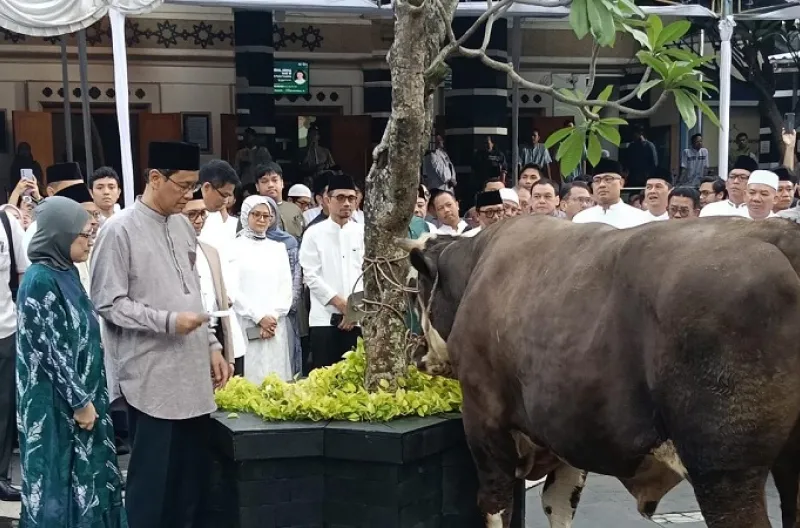 Purbaya Yudhi Sadewa Berkurban Sapi Crossing Simental Berbobot Jumbo