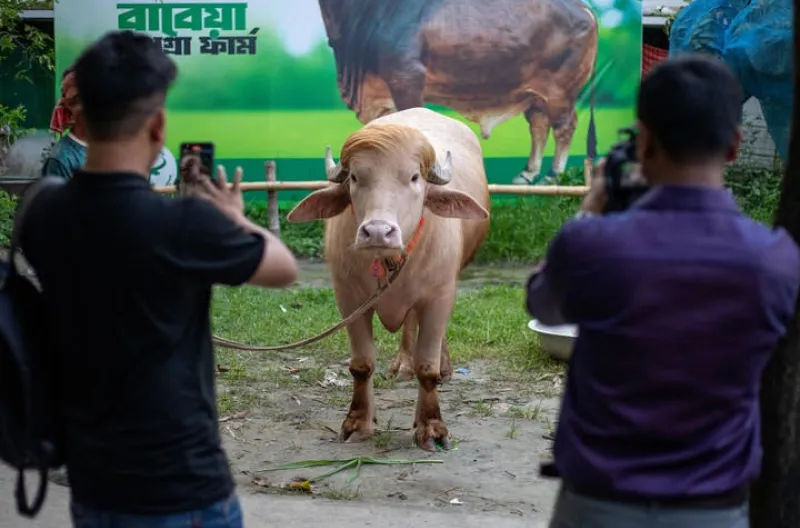 Seekor kerbau albino yang dijuluki "Donald Trump" untuk dijual menjelang Idul Adha di sebuah peternakan di Narayanganj.