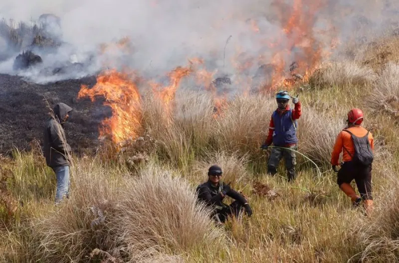 Kebakaran Kawasan Bromo Meluas, 176,20 Hektare Lahan Terdampak