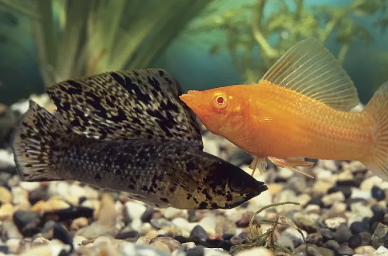 Ikan molly sirip layar jantan dapat memberikan sperma kepada ikan molly Amazon, tetapi mereka tidak dapat mewariskan gen mereka kepada keturunan yang dihasilkan