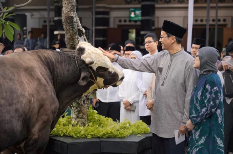 Purbaya Yudhi Sadewa Berkurban Sapi Crossing Simental Berbobot Jumbo