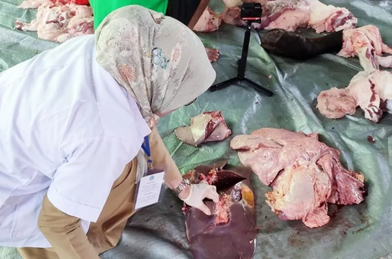 55,7 Kg Organ Hewan Kurban di Jaktim Dimusnahkan, Ini Penyebabnya