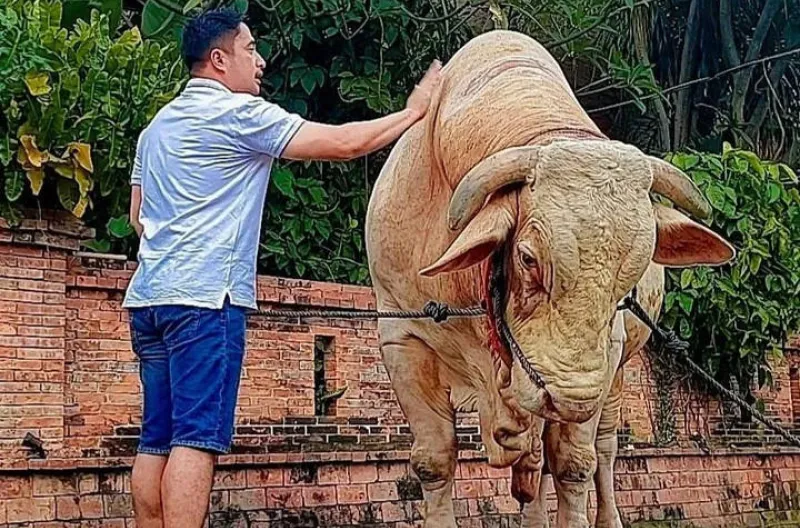 Jelang Iduladha 2026, Irfan Hakim Banjir Order Kurban dari Pejabat dan Artis