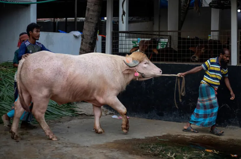 ootb sapi trump