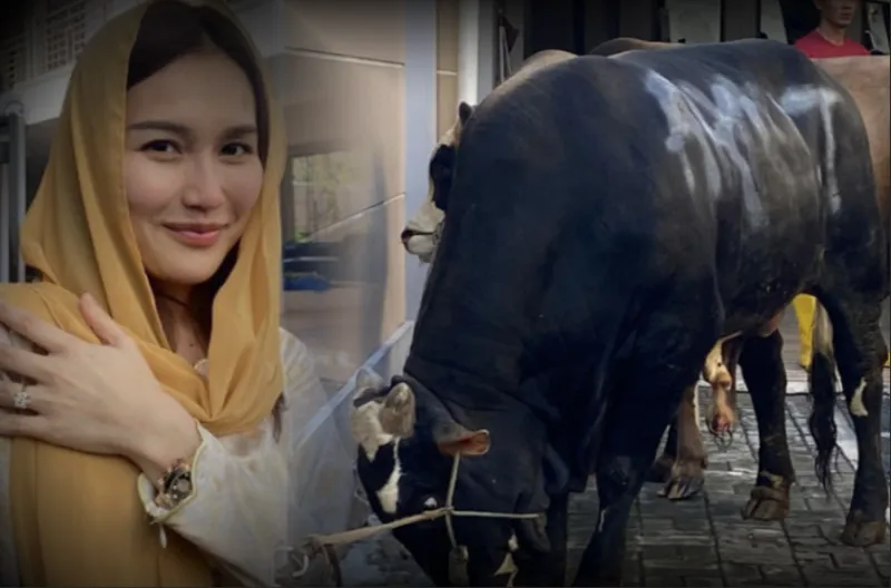 Ayu Ting Ting Siapkan Sapi Raksasa untuk Kurban, Warga Langsung Heboh