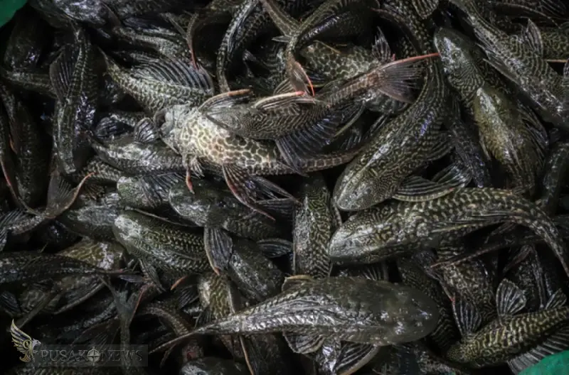 Invasi Ikan Sapu-Sapu di Jakarta Jadi Indikasi Kualitas Air Memburuk!