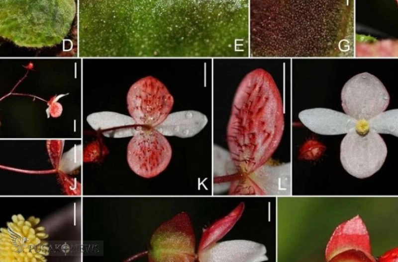 Spesies Baru Begonia Ditemukan di Dataran Tinggi Gayo, Berstatus Kritis dan Terancam Punah