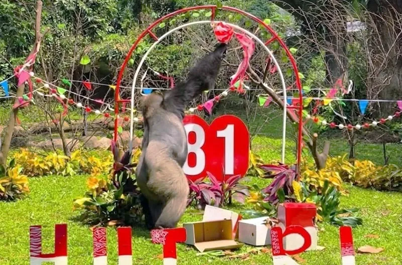 HUT Ke-81 RI, Ragunan Hadirkan Atraksi Satwa dan Siapkan Parkir untuk Lonjakan Pengunjung