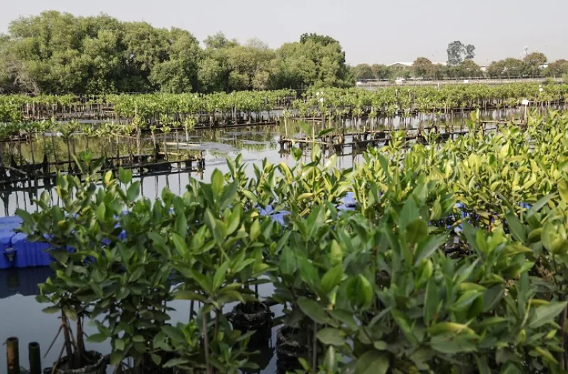 Selain di Hutan Produksi Angke Kapuk, penanaman juga dilakukan di Hutan Lindung Angke Kapuk, Pelabuhan PPKCN, Kawasan Ecomarine Muara Angke, dan Kawasan Pompa Muara Angke