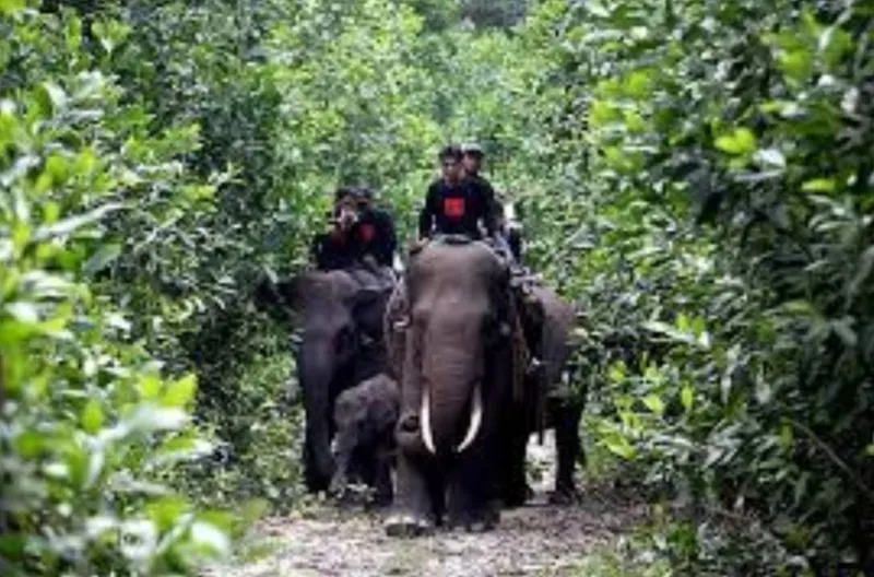Kabar Gembira dari Tesso Nilo, Anak Gajah Sumatera Lahir Sehat di Tengah Ancaman Kepunahan