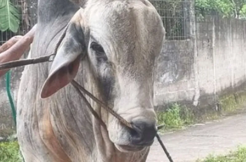 Sapi Kurban Presiden Prabowo “Mbah Iran”