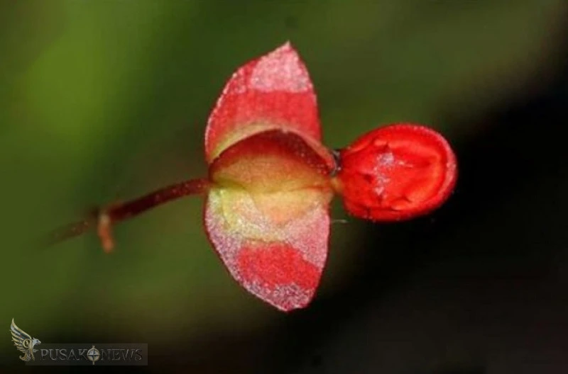 Spesies Baru Begonia Ditemukan di Dataran Tinggi Gayo, Berstatus Kritis dan Terancam Punah
