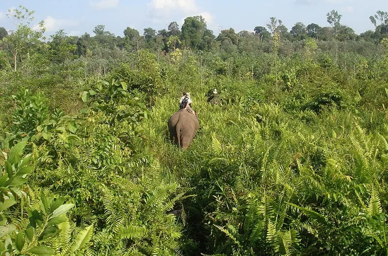 Kabar Gembira dari Tesso Nilo, Anak Gajah Sumatera Lahir Sehat di Tengah Ancaman Kepunahan
