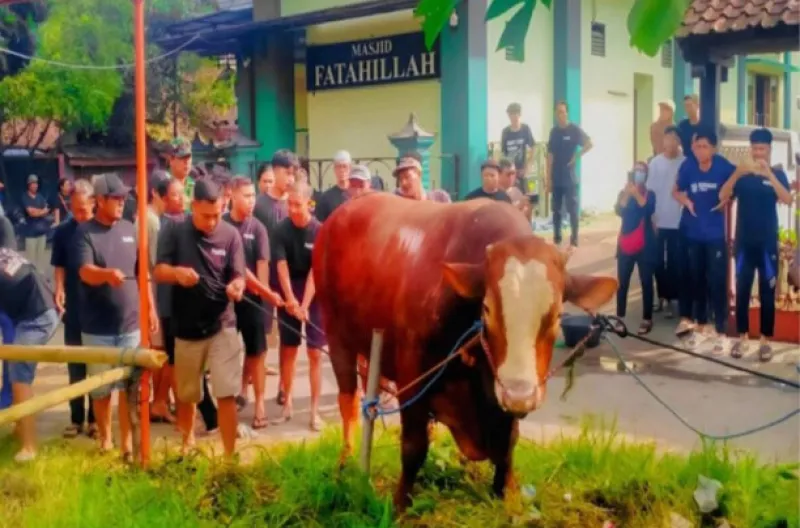 Sapi 1,1 Ton Bertuliskan Nama TIW Dikirim ke Masjid di Kompleks Rumah Amien Rais