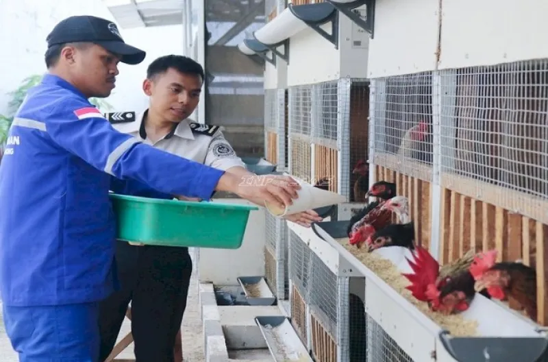 Lapas Cibinong Sulap Warga Binaan Jadi Peternak Produktif, Programnya Tuai Sorotan