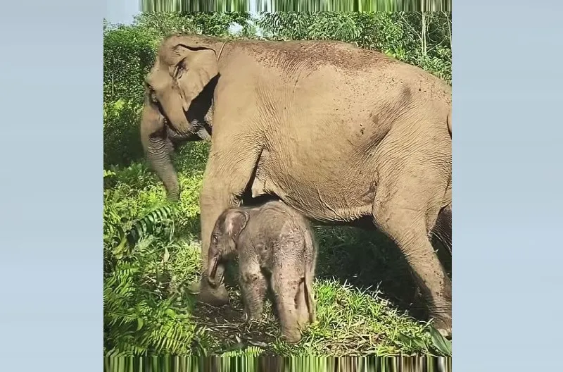 Kabar gembira datang dari Taman Nasional Tesso Nilo (TNTN), Riau. Seekor anak gajah lahir dari induk bernama Ria