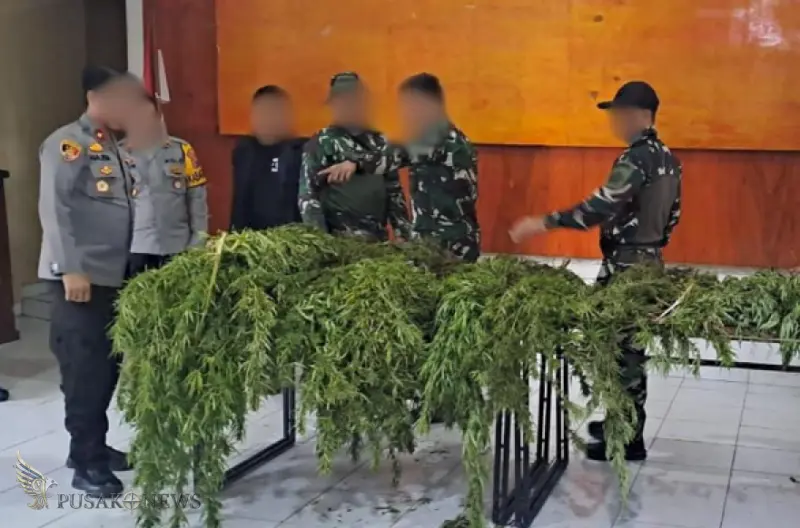 Pengungkapan Besar! TNI-Polri Amankan 135 Batang Ganja di Papua.
©PusakoNews.com/red