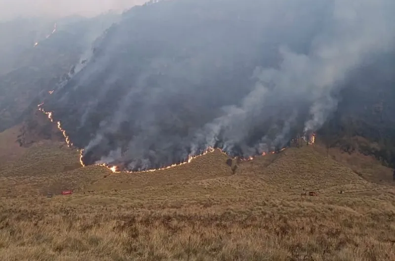 Kebakaran Kawasan Bromo Meluas, 176,20 Hektare Lahan Terdampak