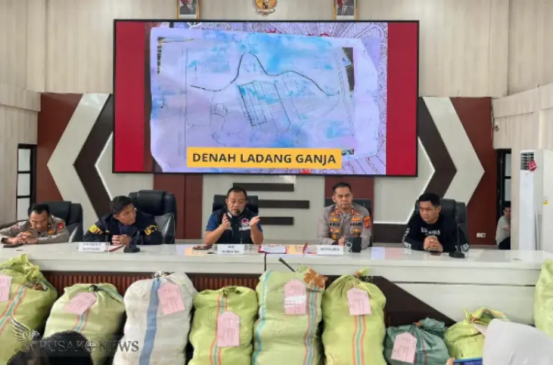 Pengungkapan Ladang Ganja 20 Hektar di Empat Lawang, 220 Kg Ganja Disita dan Bandar Utama Ditangkap