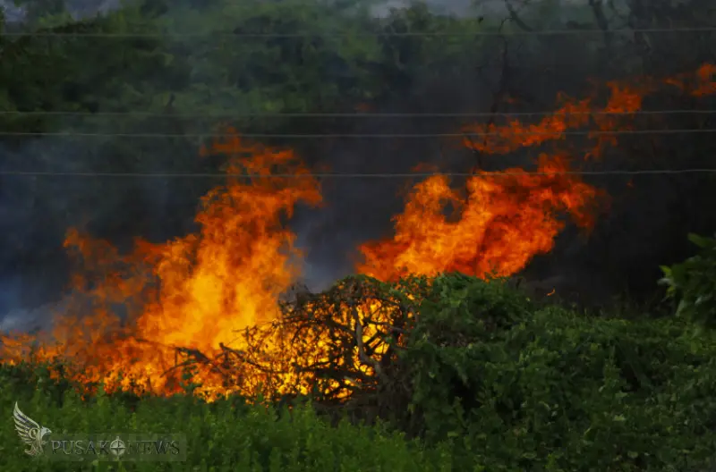 Riau di Ambang Darurat! Status Siaga Karhutla Segera Ditetapkan Pekan Ini
©PusakoNews.com/red
